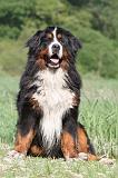 BOUVIER BERNOIS 090